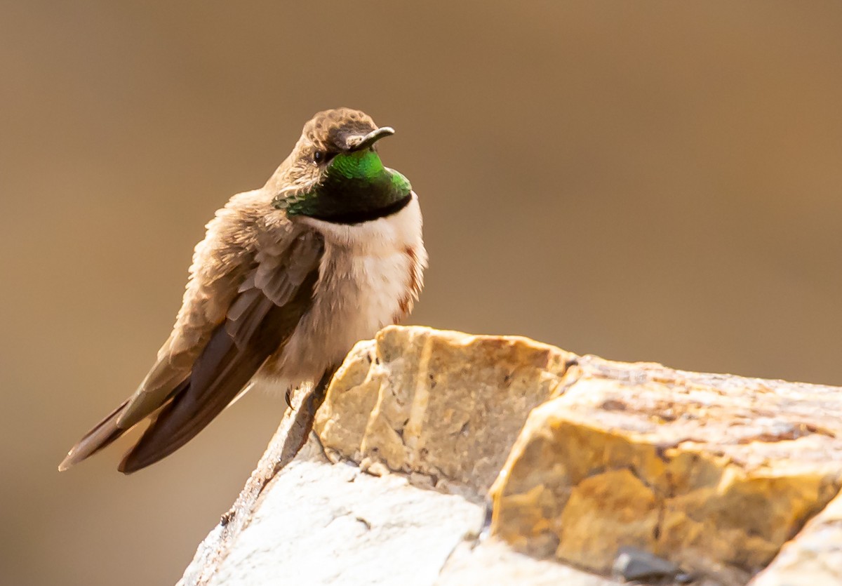 アンデスヤマハチドリ - ML644485552