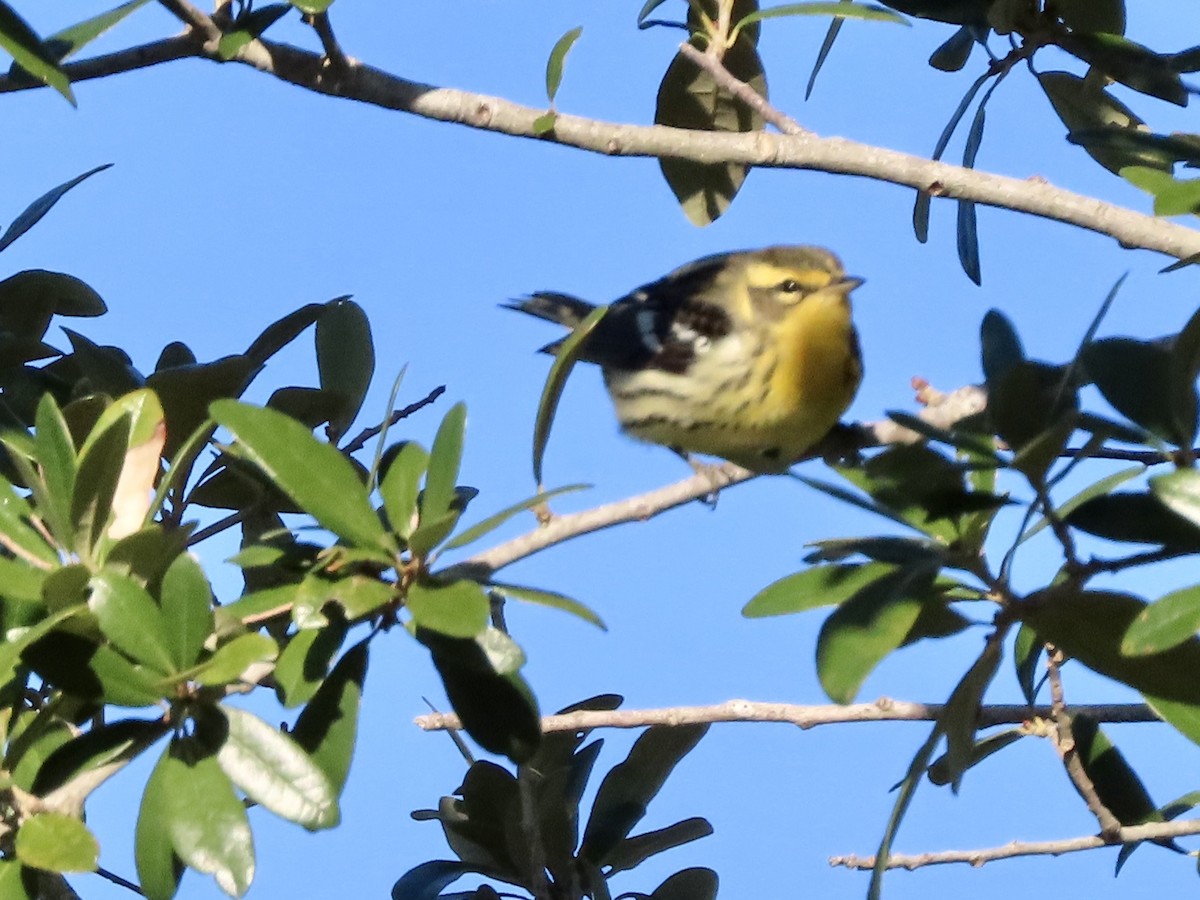 Turuncu Boğazlı Ötleğen - ML644485567