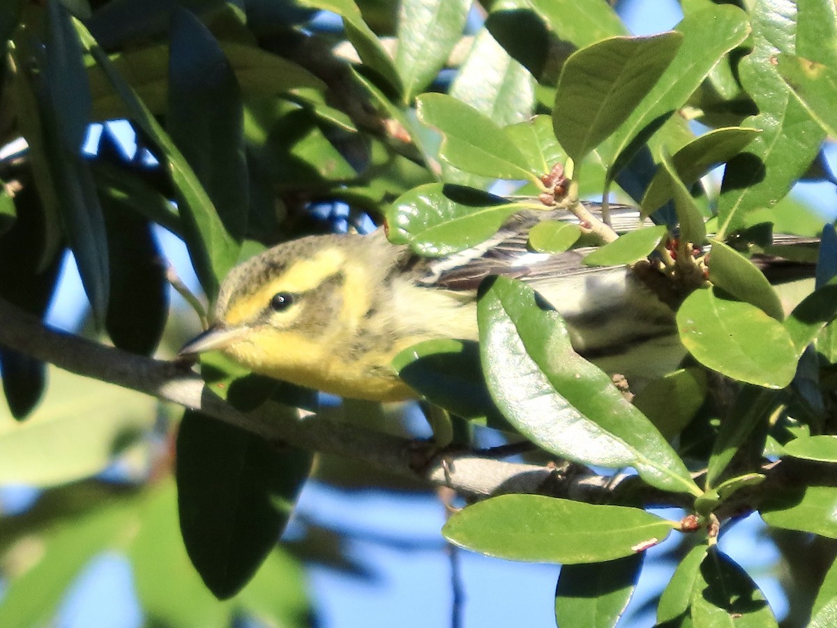 Turuncu Boğazlı Ötleğen - ML644485568