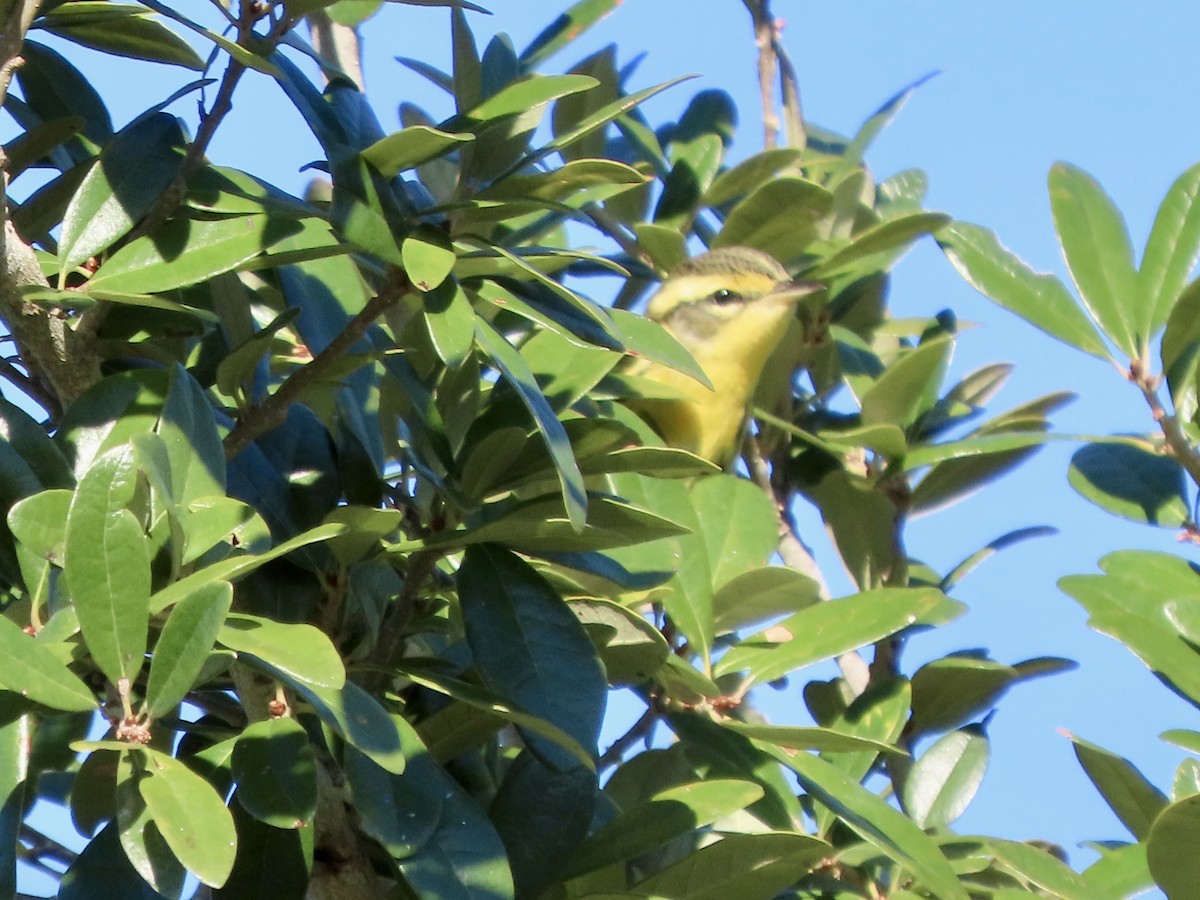 Turuncu Boğazlı Ötleğen - ML644485569