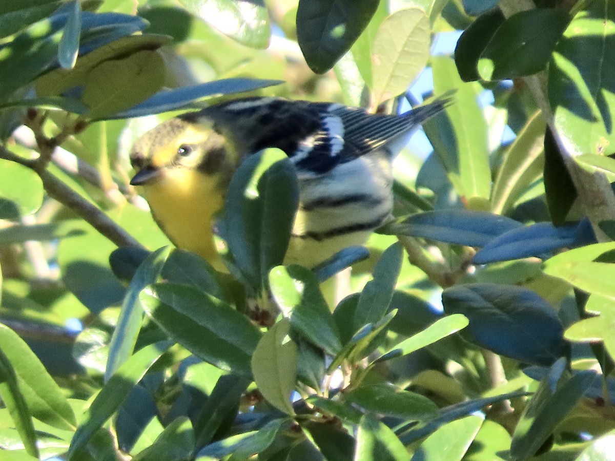 Turuncu Boğazlı Ötleğen - ML644485570