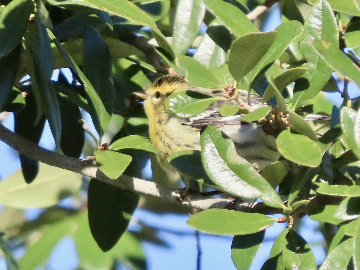 Turuncu Boğazlı Ötleğen - ML644485571