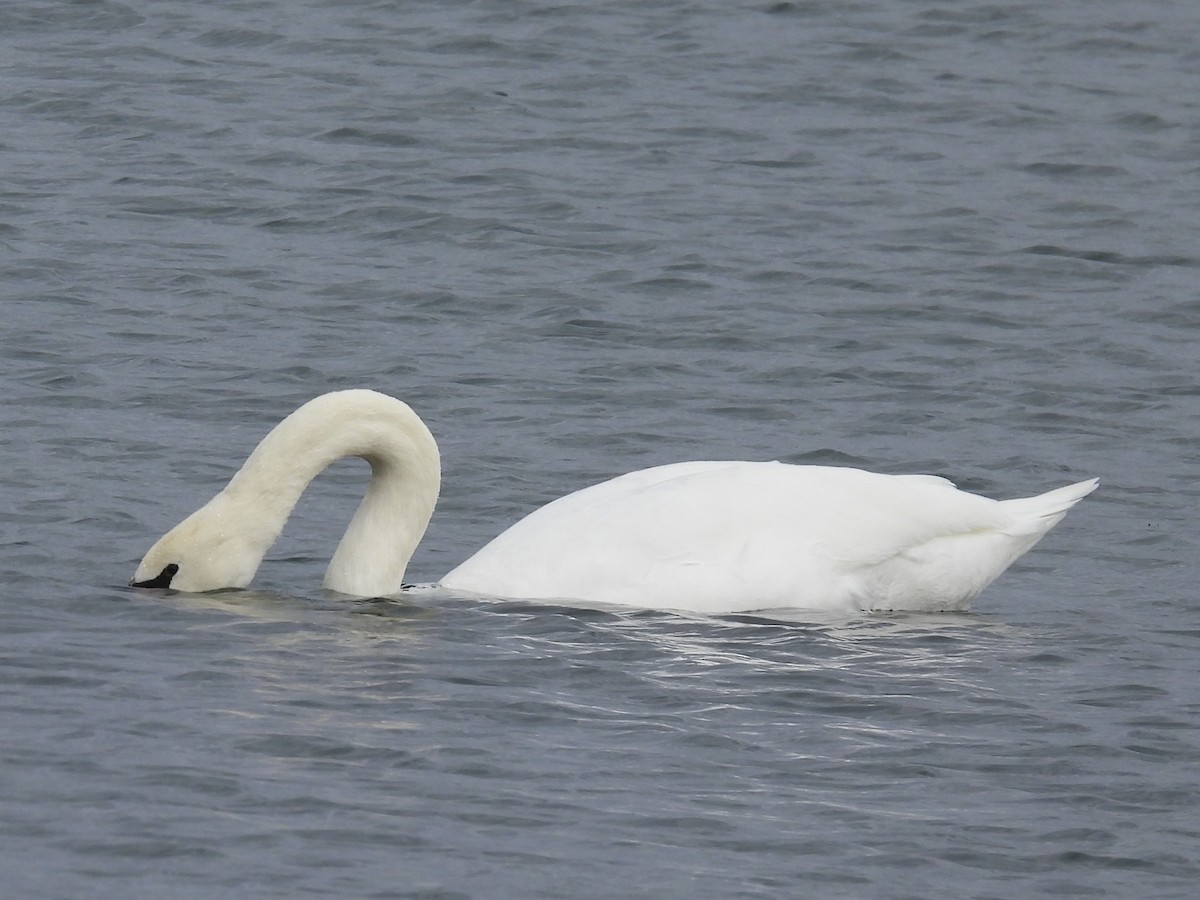 labuť velká - ML644485574