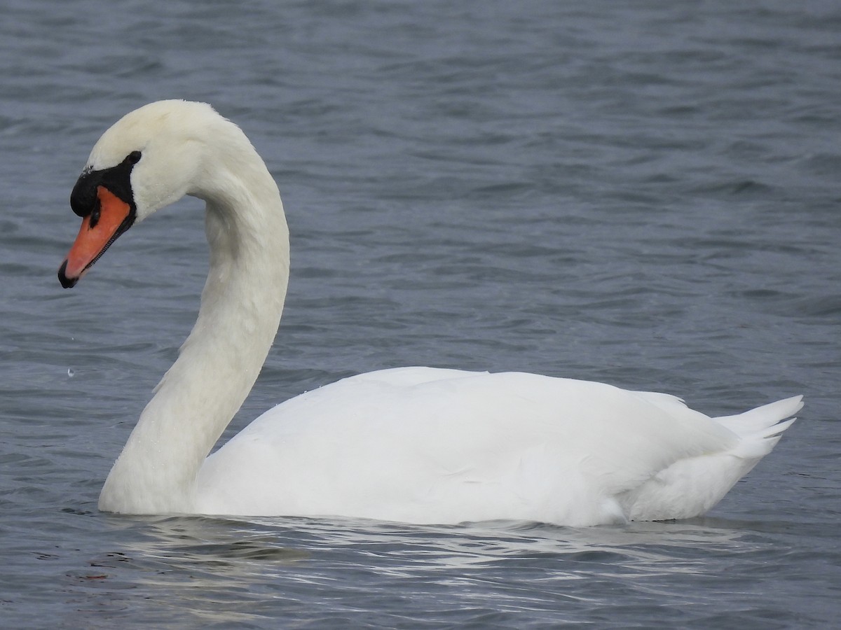 labuť velká - ML644485575