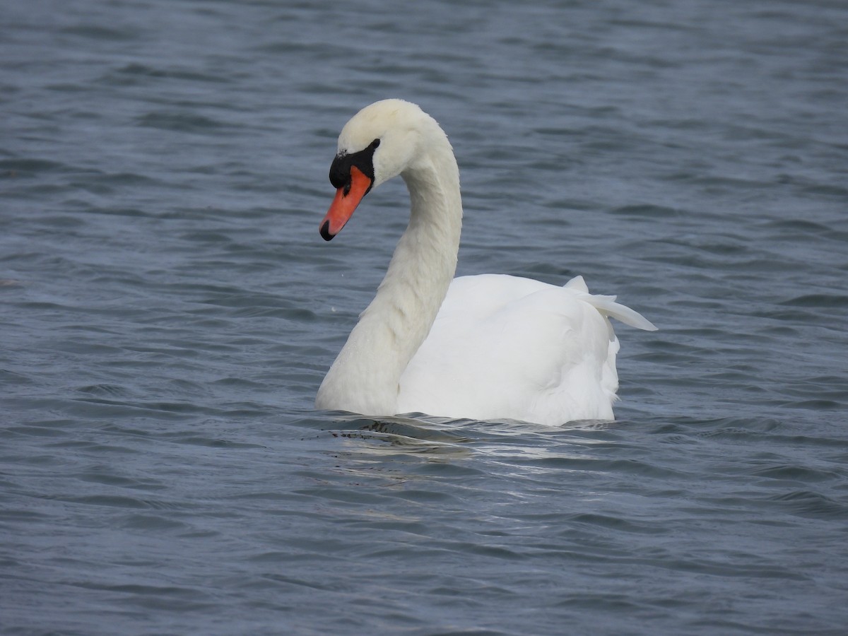 labuť velká - ML644485577