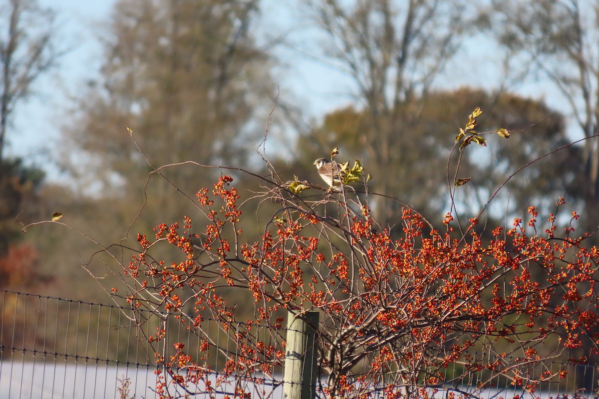 poštolka pestrá - ML644485583