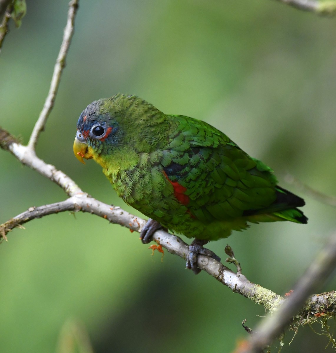 papoušík modročelý - ML644485585