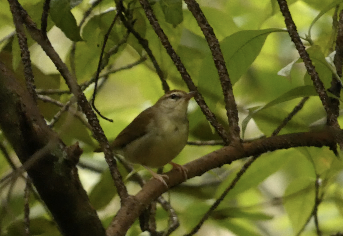 Swainson's Warbler - ML644485587