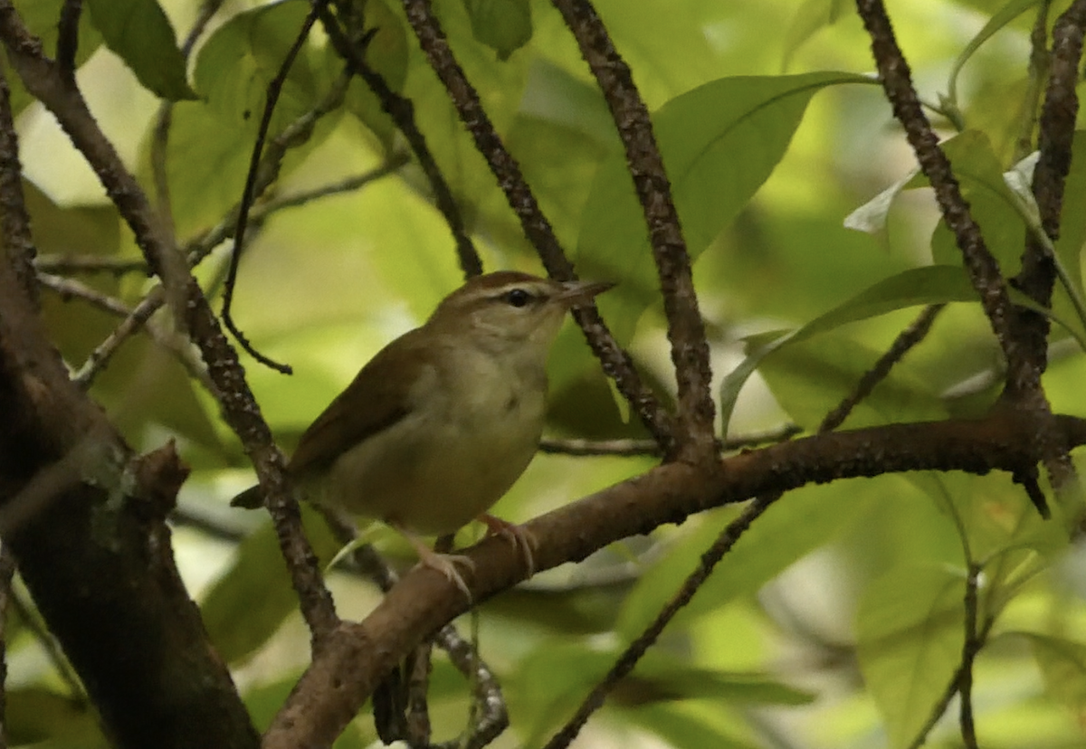 Swainson's Warbler - ML644485602