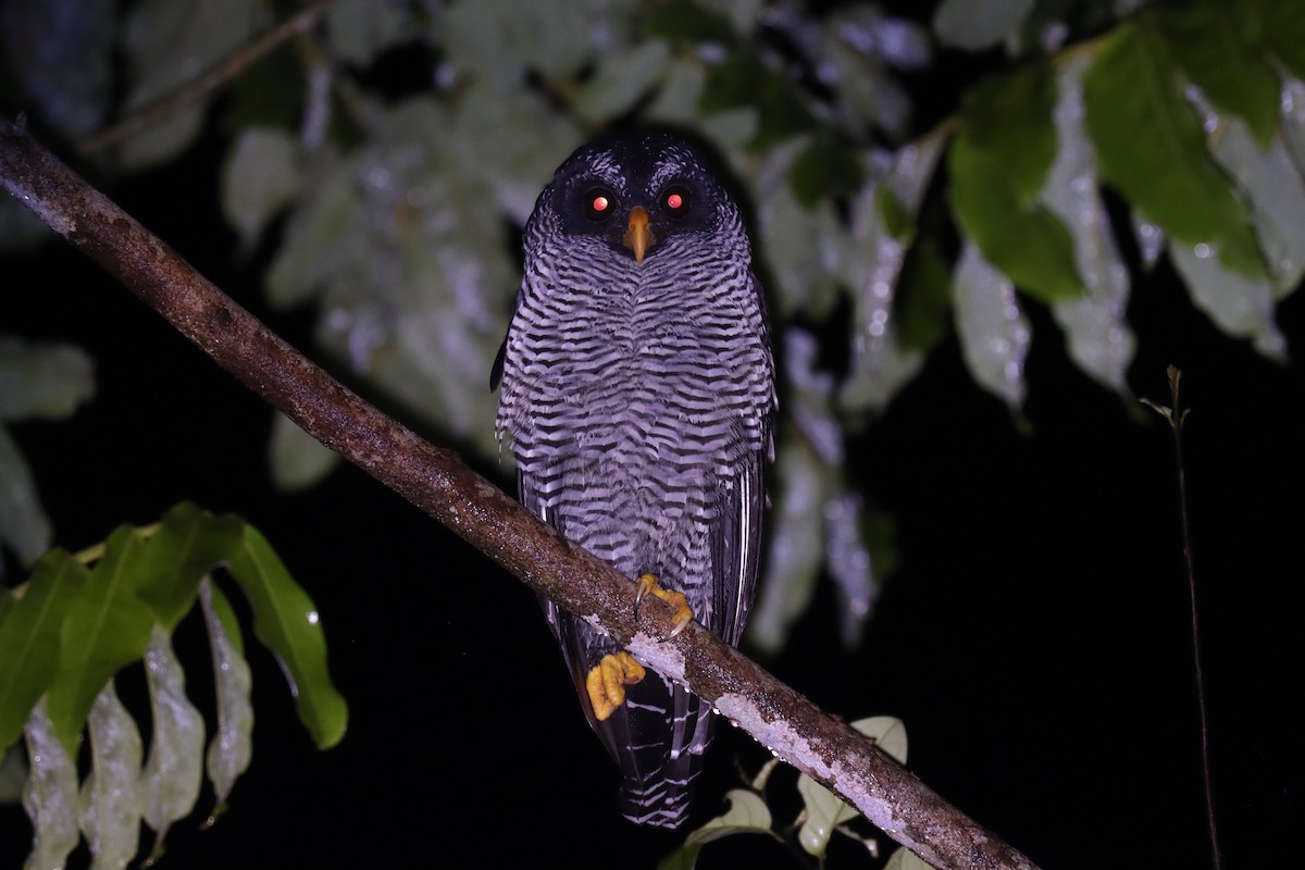 シロクロヒナフクロウ - ML644485613