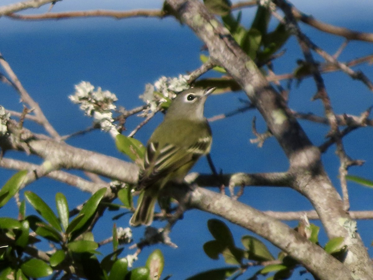 Blue-headed Vireo - ML644485616