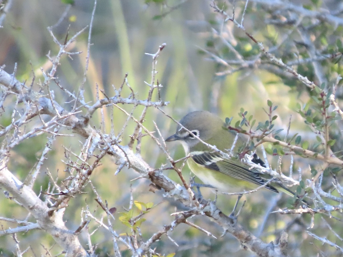 Blue-headed Vireo - ML644485617
