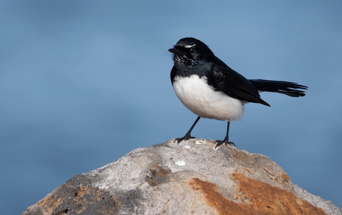 Willie-wagtail - ML644485621