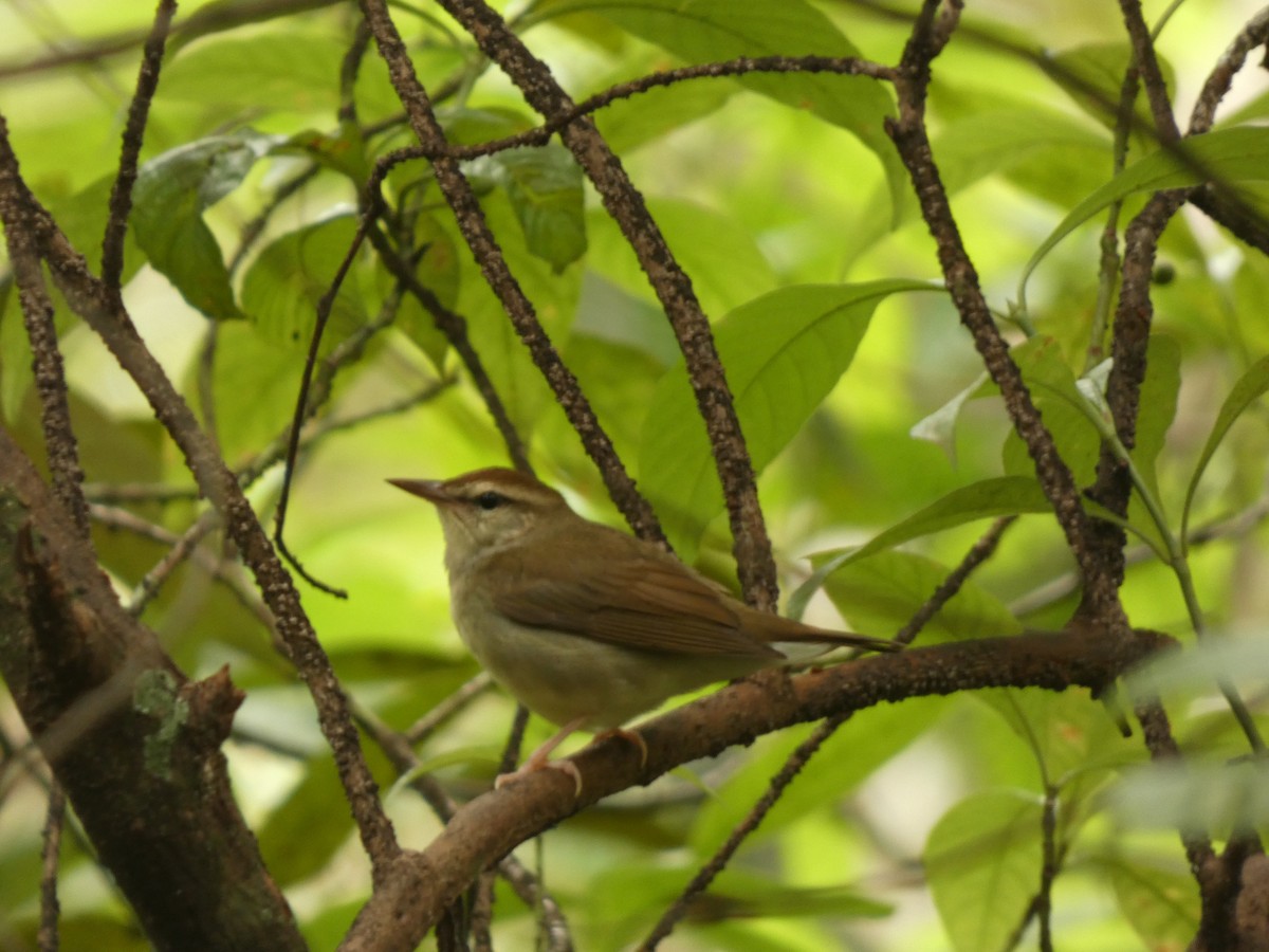 Swainson's Warbler - ML644485627