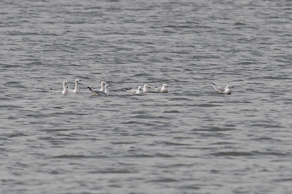 Slender-billed Gull - ML644485628