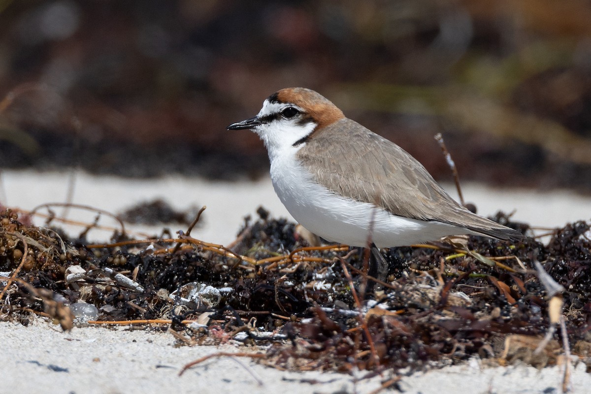 Red-capped Plover - ML644485629