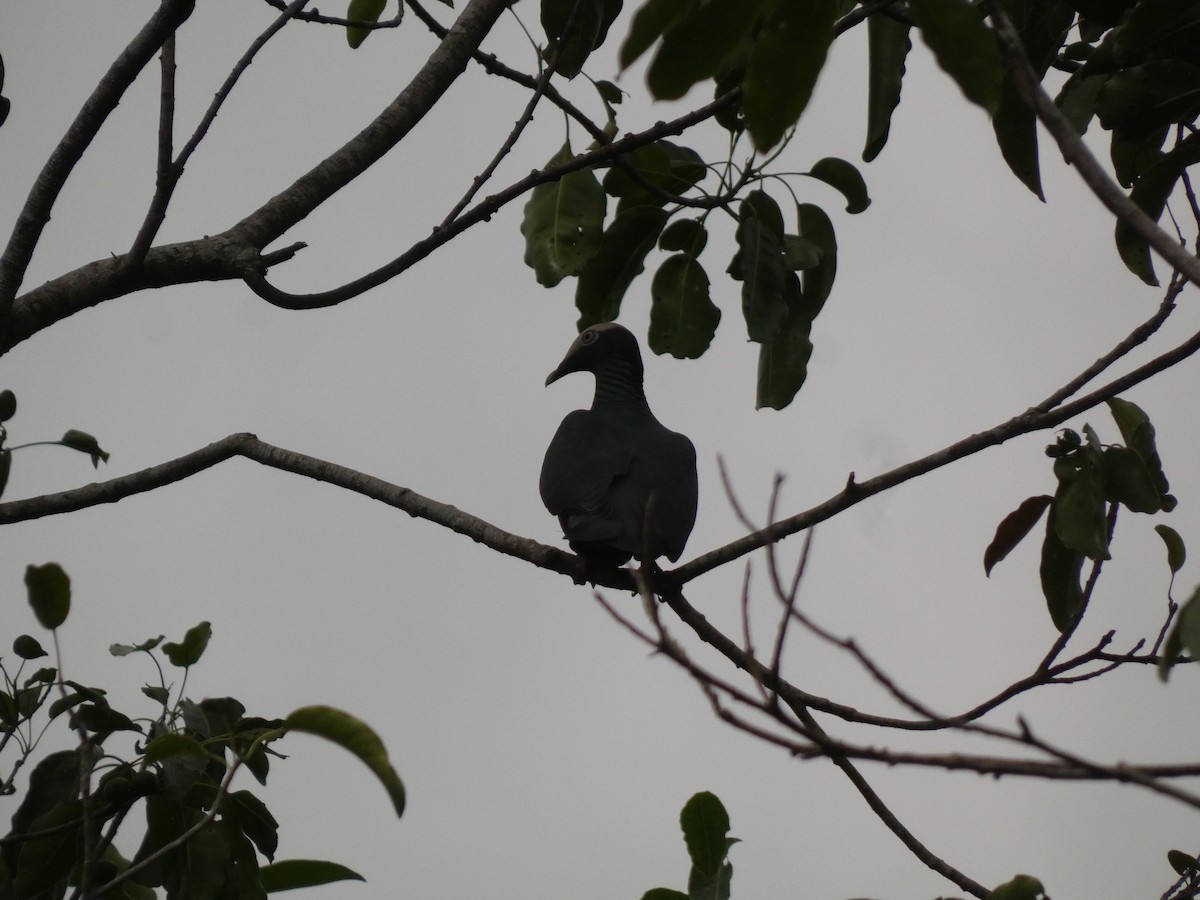 White-crowned Pigeon - ML644485647