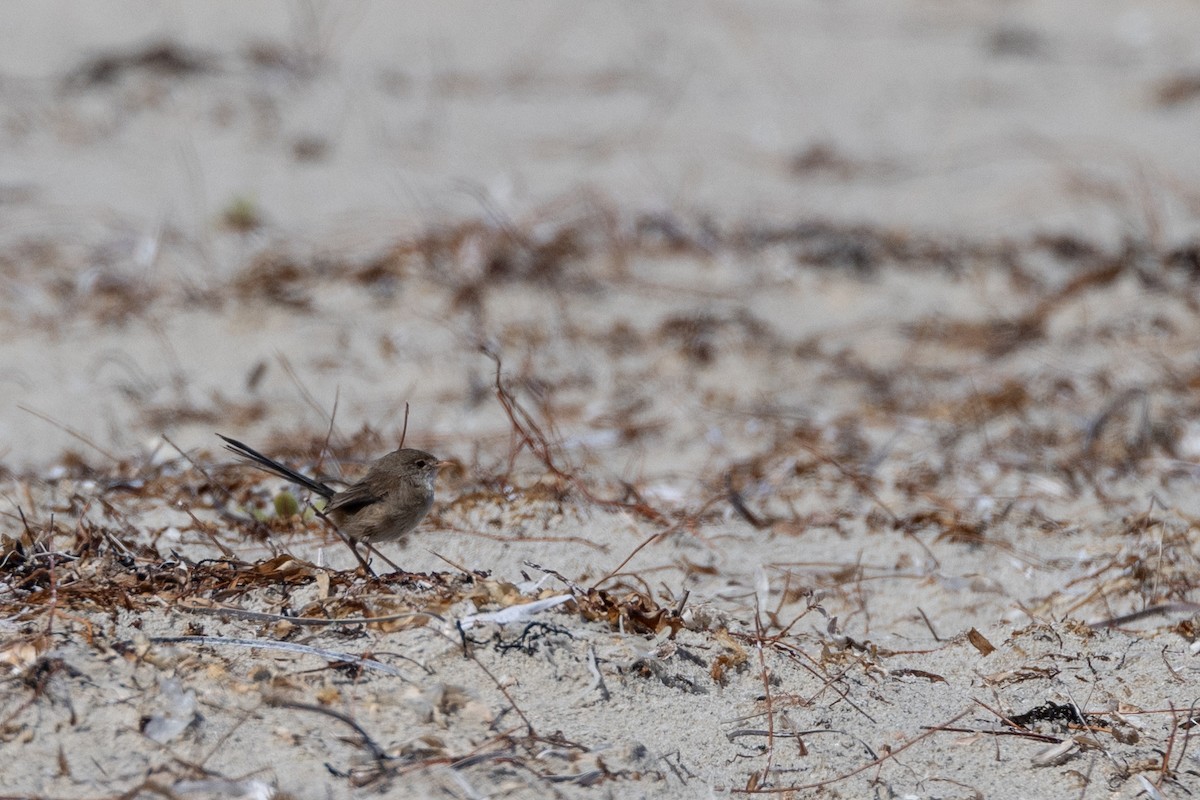 White-winged Fairywren - ML644485649