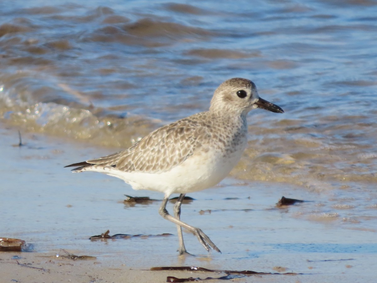 Black-bellied Plover - ML644485653