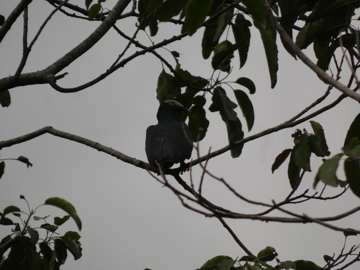 White-crowned Pigeon - ML644485654