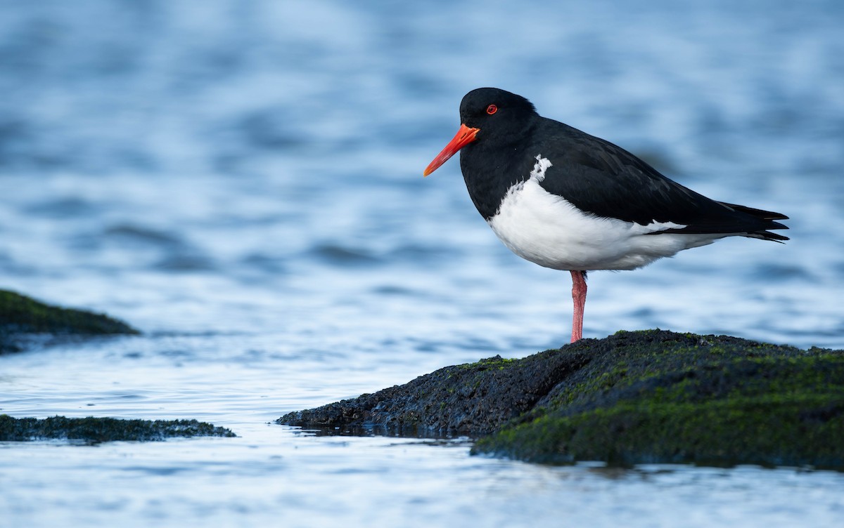 Pied Oystercatcher - ML644485669