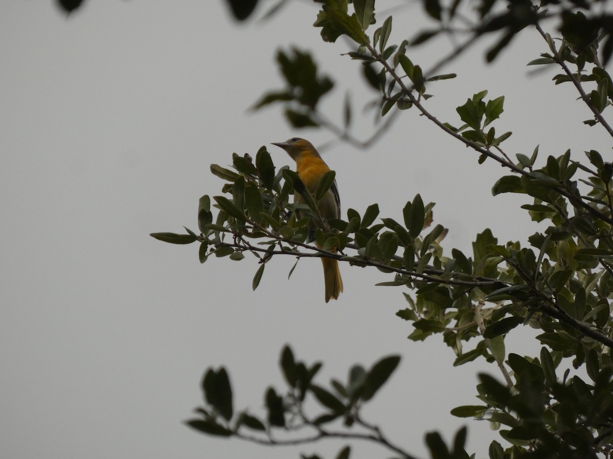 Baltimore Oriole - ML644485671