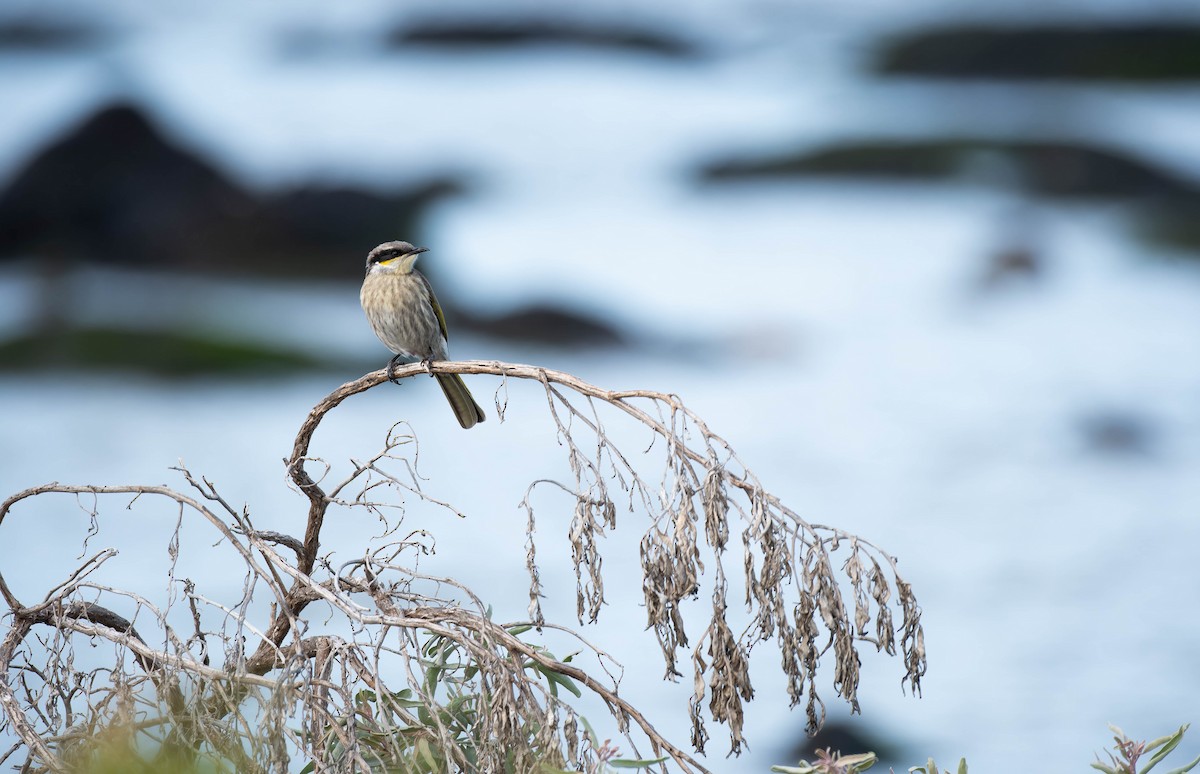 Singing Honeyeater - ML644485675