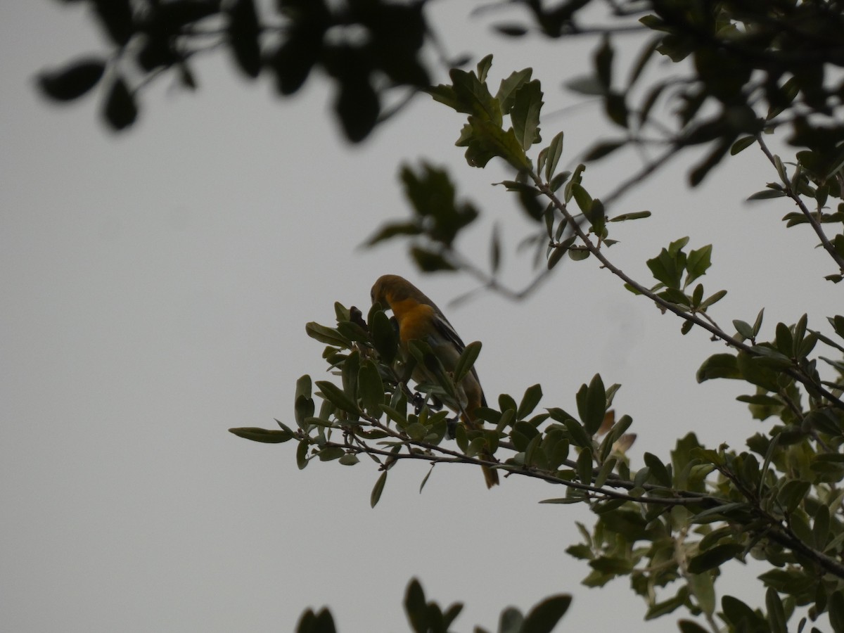 Baltimore Oriole - ML644485677