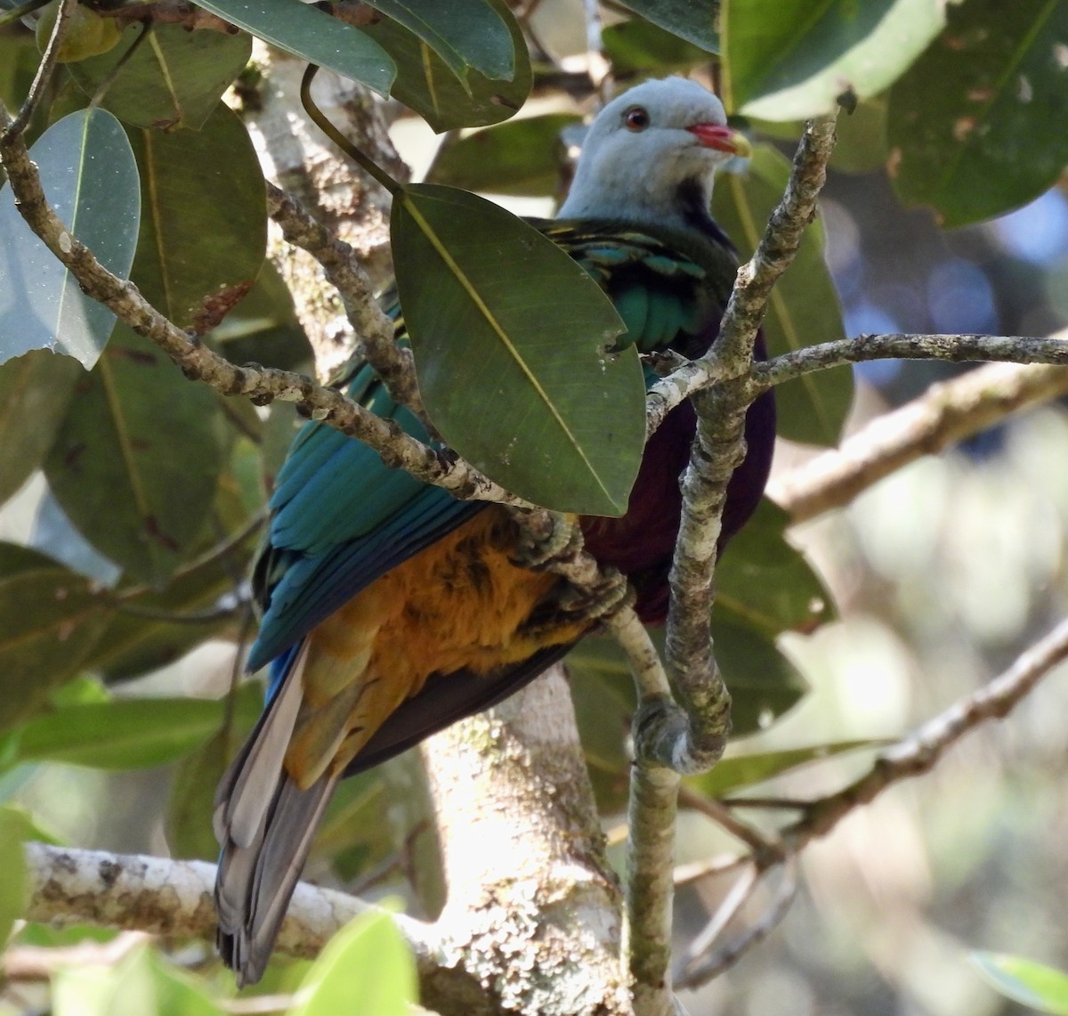 Wompoo Fruit-Dove - ML644485679