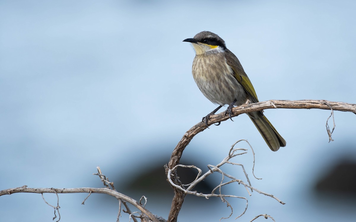 Singing Honeyeater - ML644485680