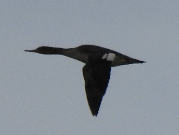 מרגון בינוני - ML644485687