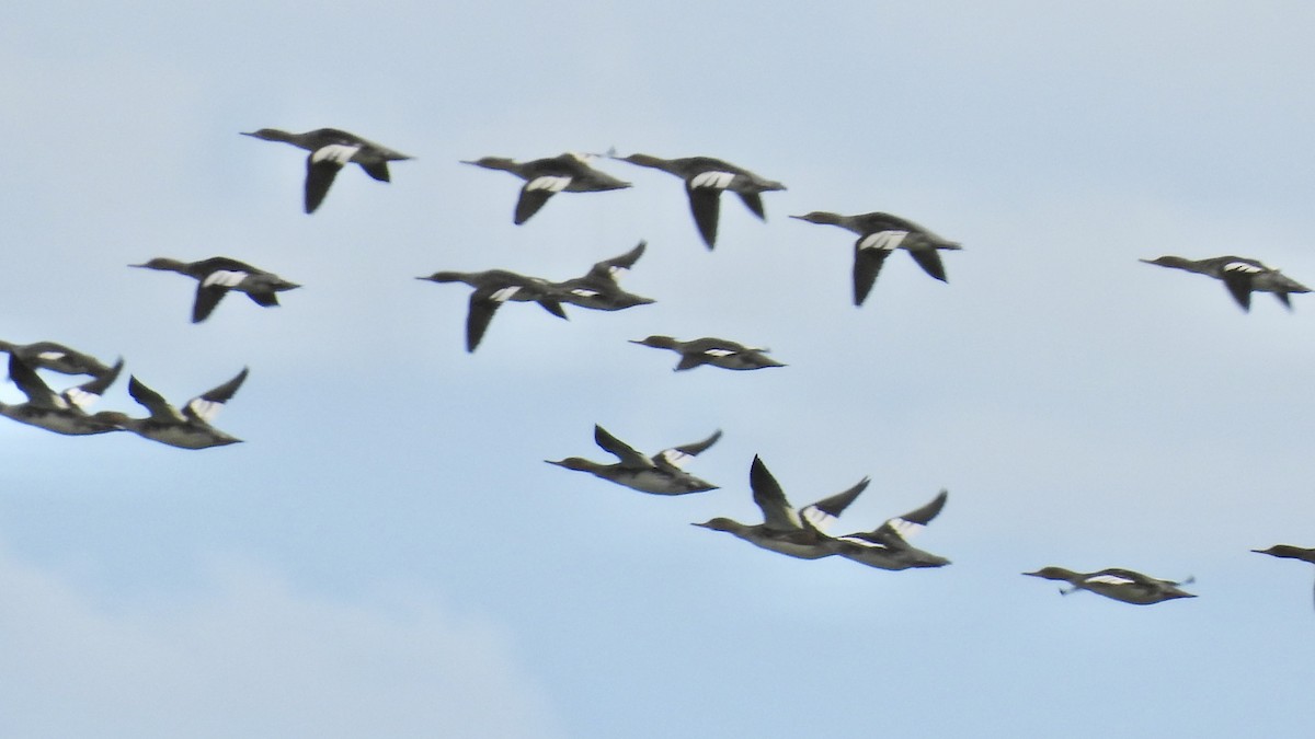 מרגון בינוני - ML644485688