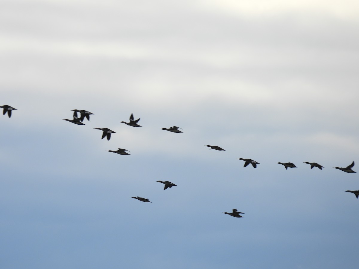 מרגון בינוני - ML644485689