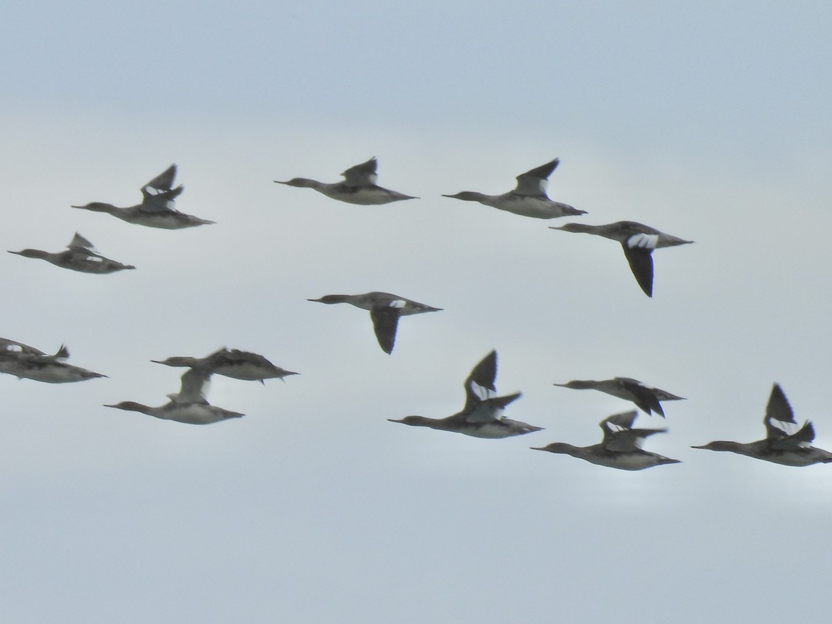 מרגון בינוני - ML644485690
