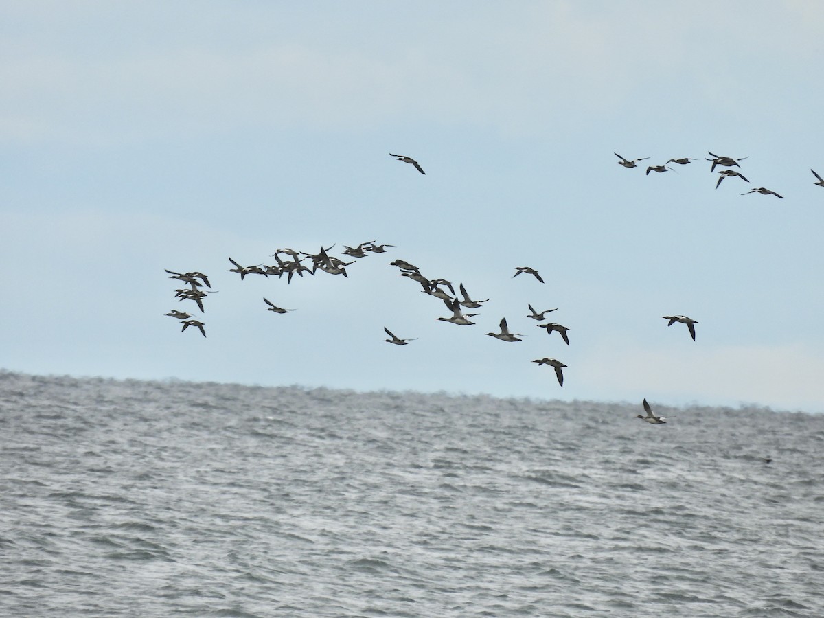 מרגון בינוני - ML644485691