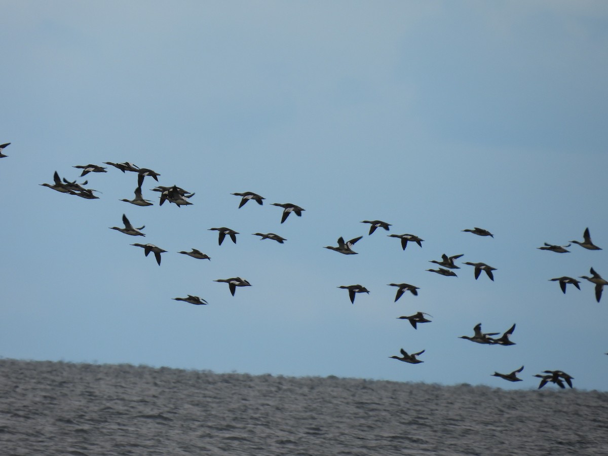 מרגון בינוני - ML644485692