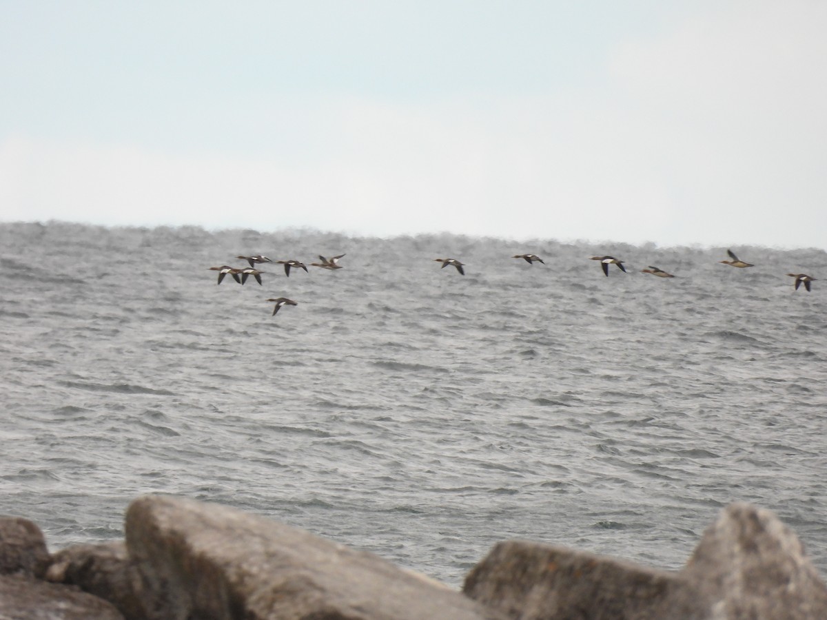 מרגון בינוני - ML644485693