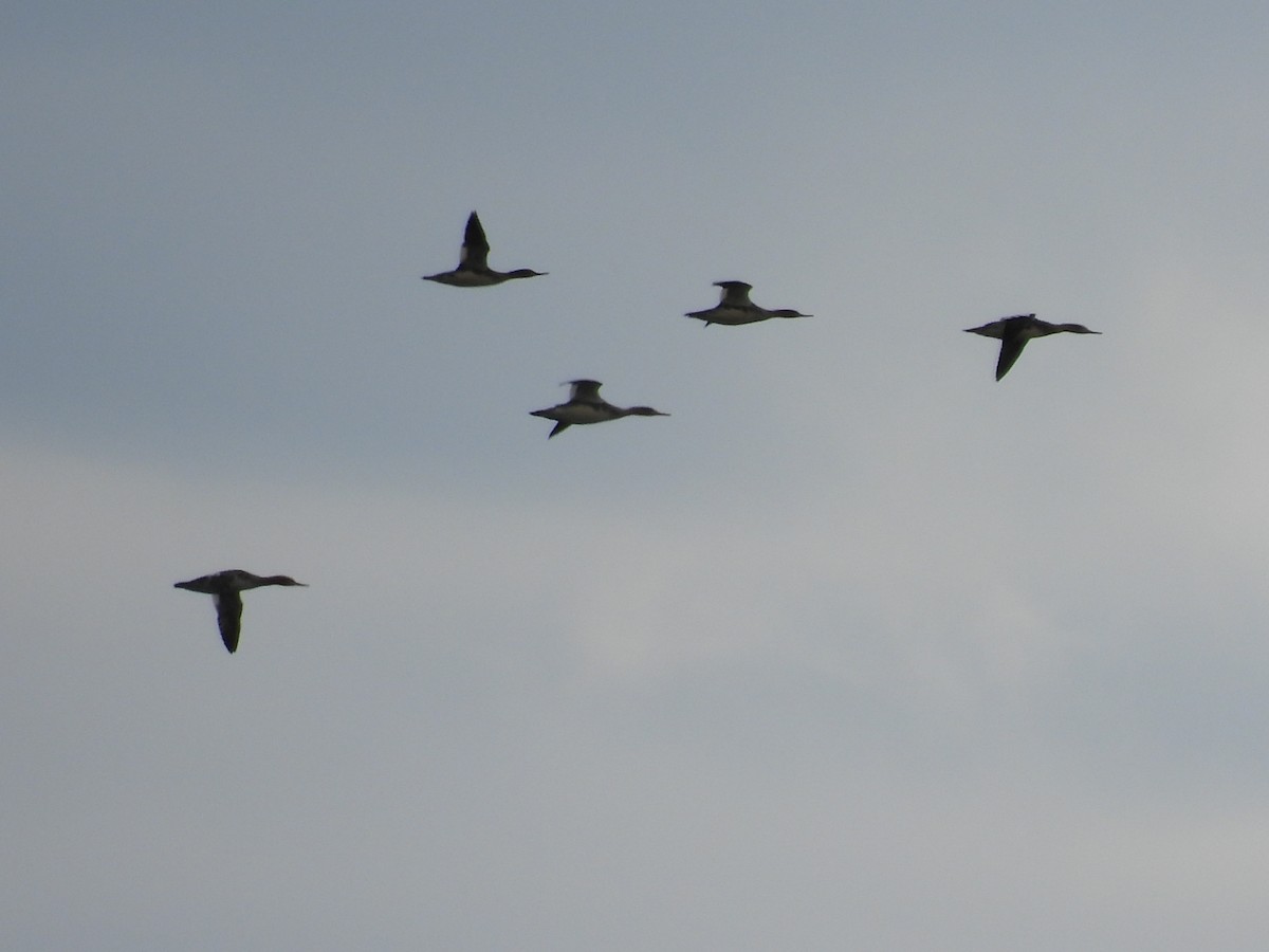 מרגון בינוני - ML644485694