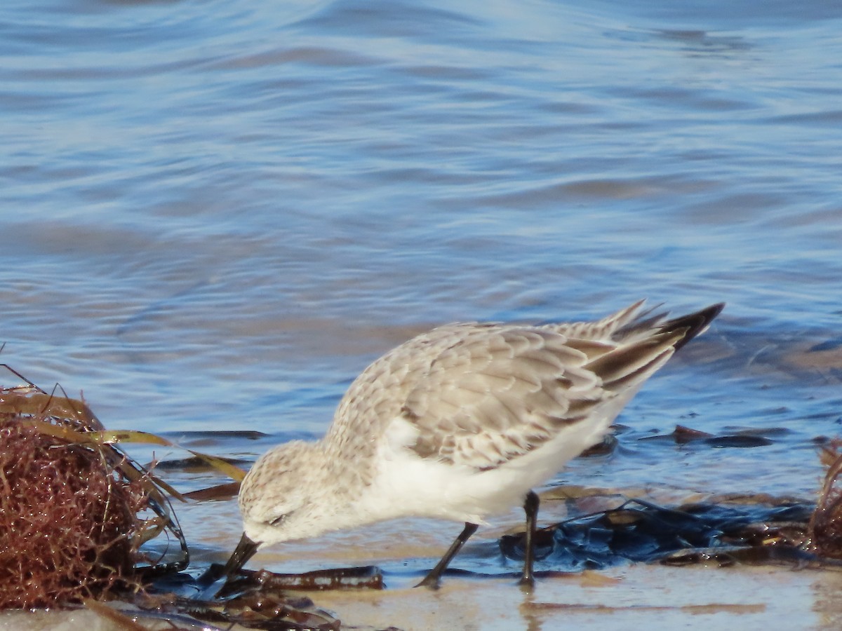 Гурвалж элсэг - ML644485698