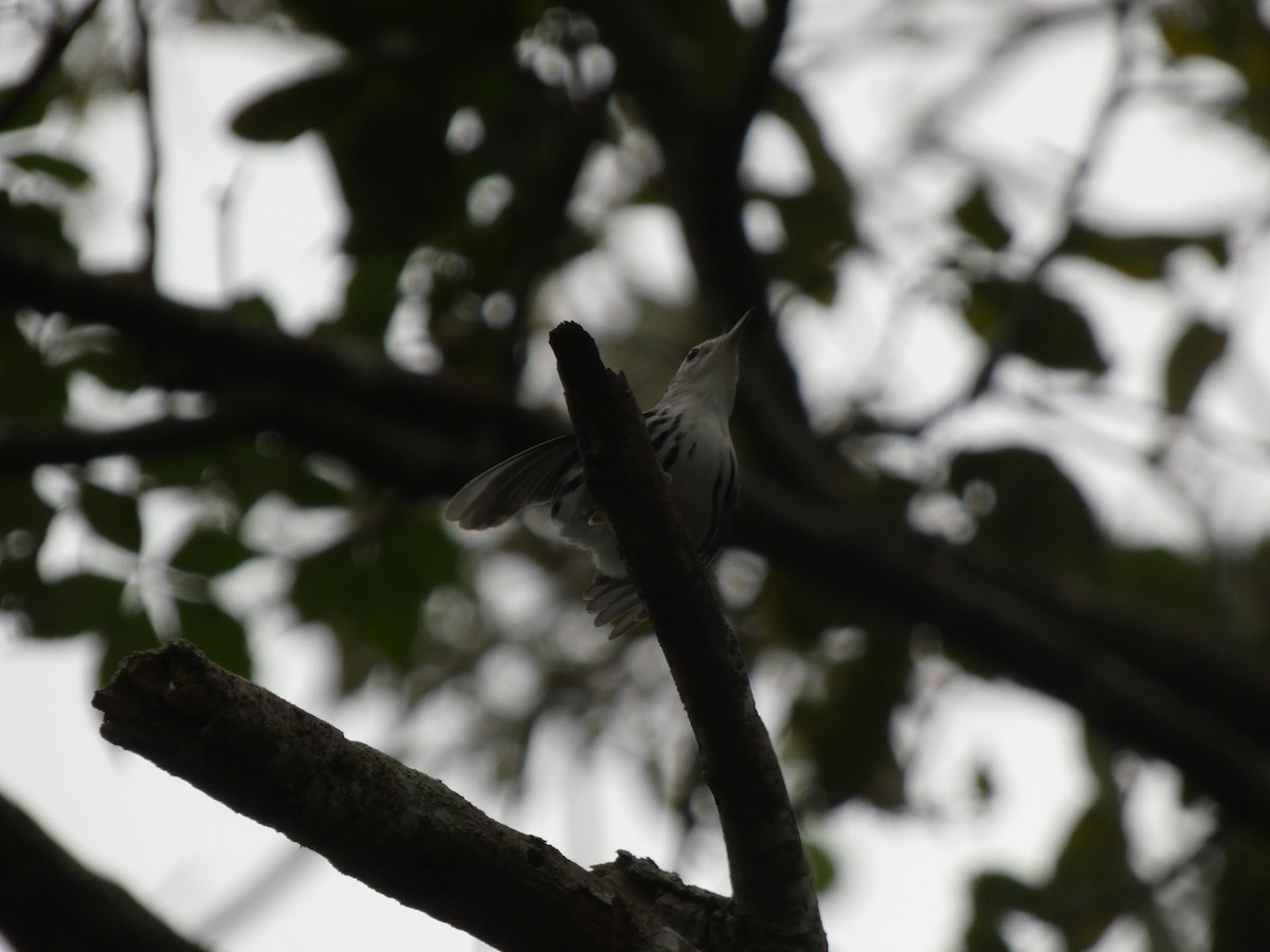 Black-and-white Warbler - ML644485699