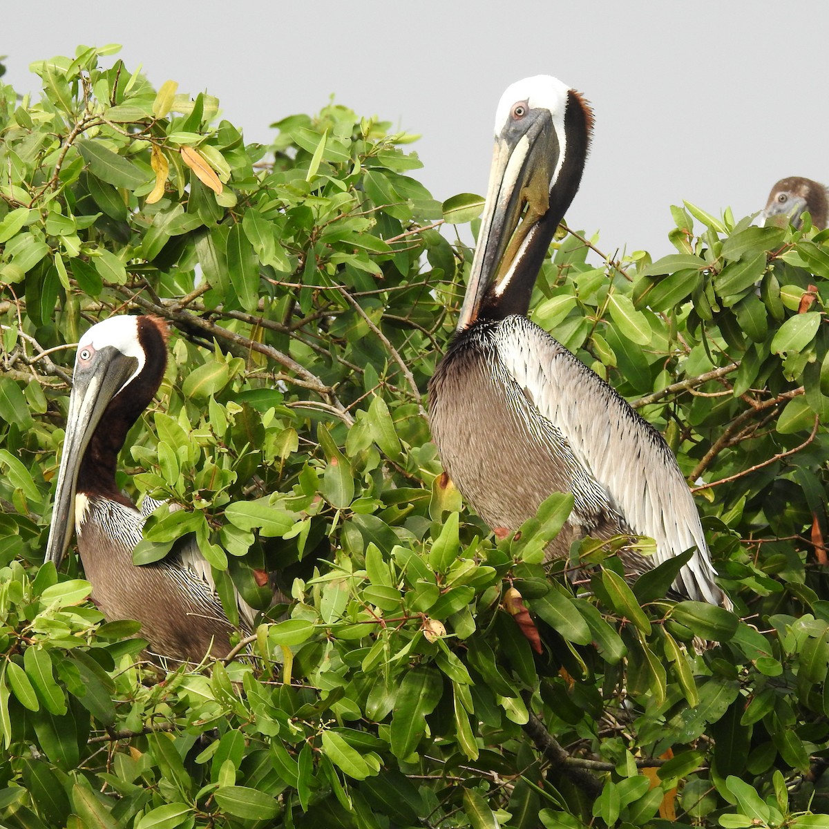 Brown Pelican - ML644485707