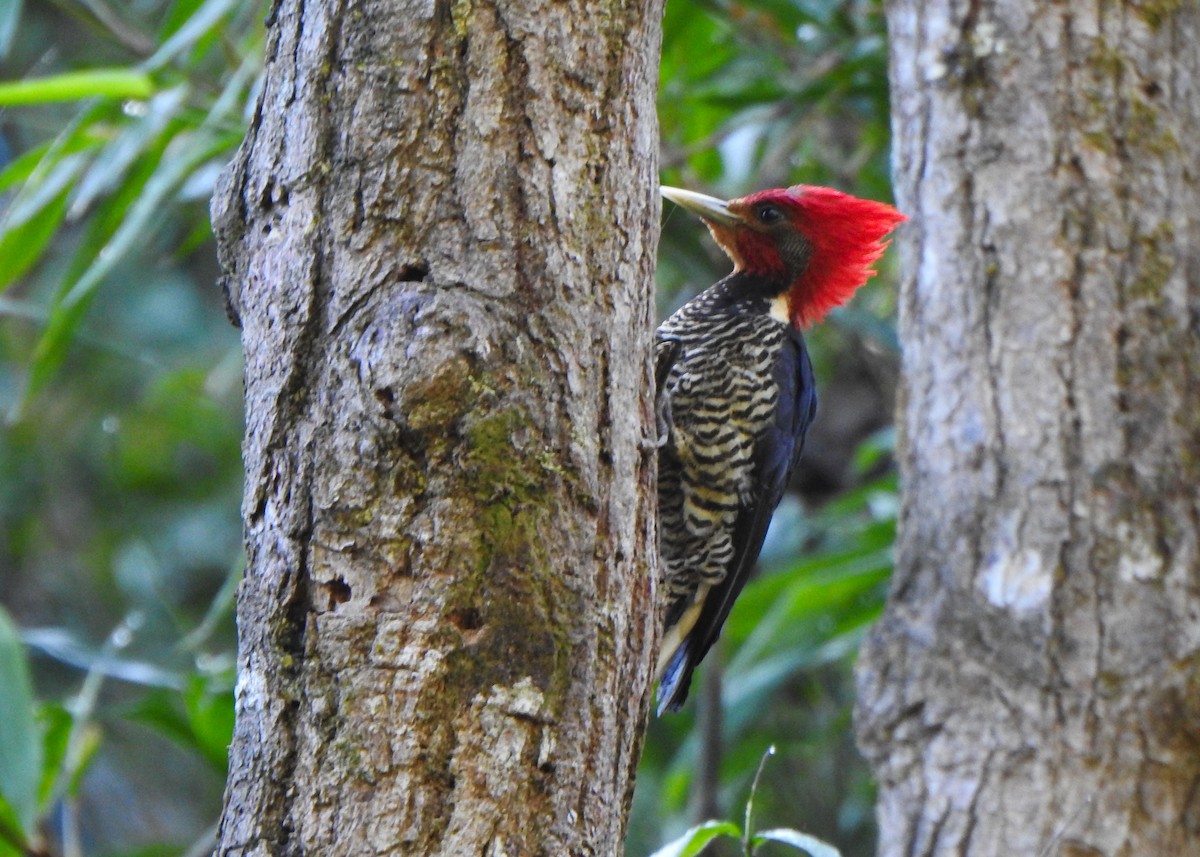 Helmeted Woodpecker - ML644485710