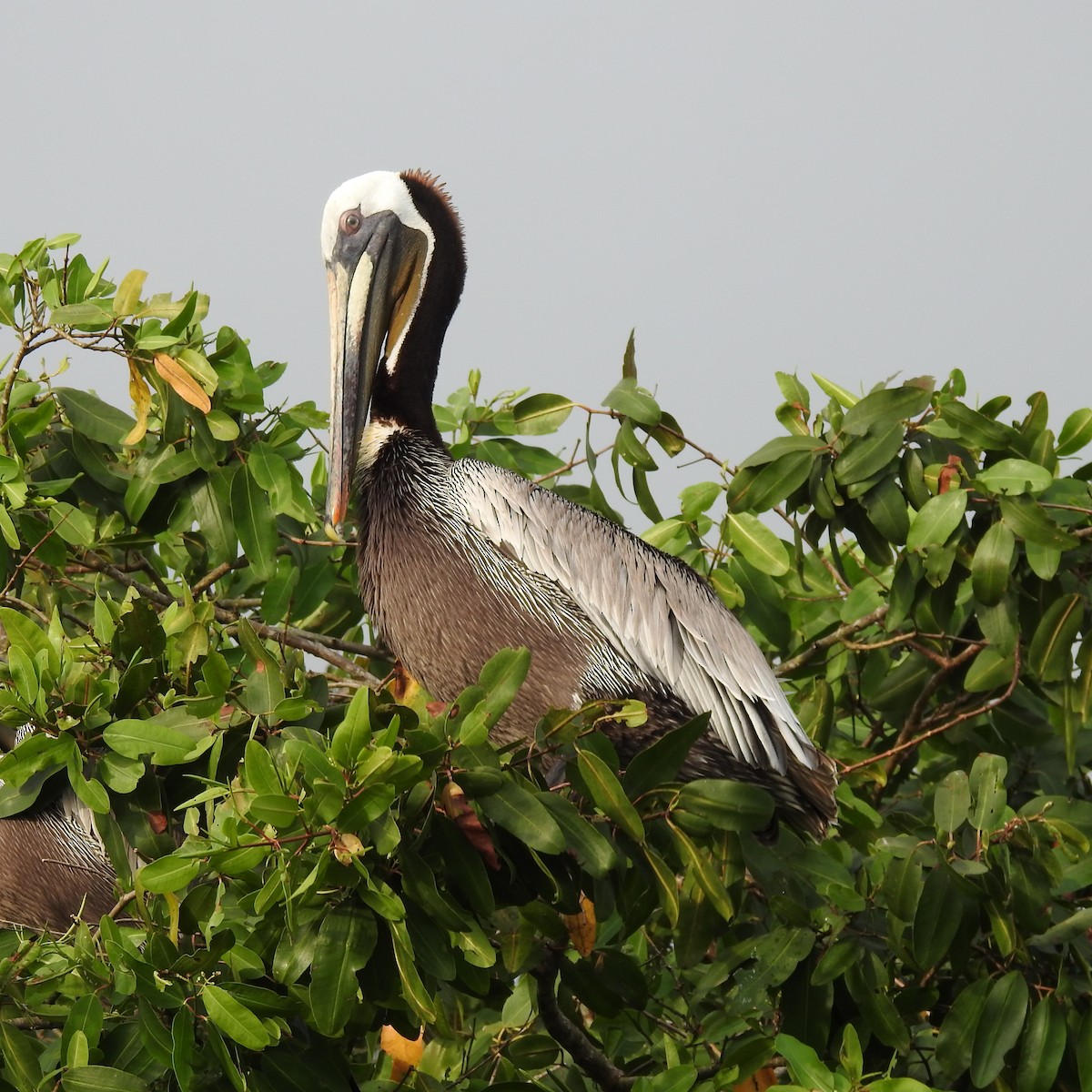 Brown Pelican - ML644485712