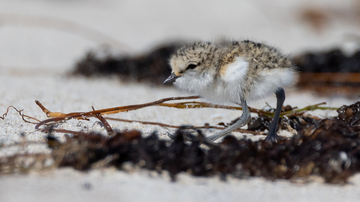 Red-capped Plover - ML644485713