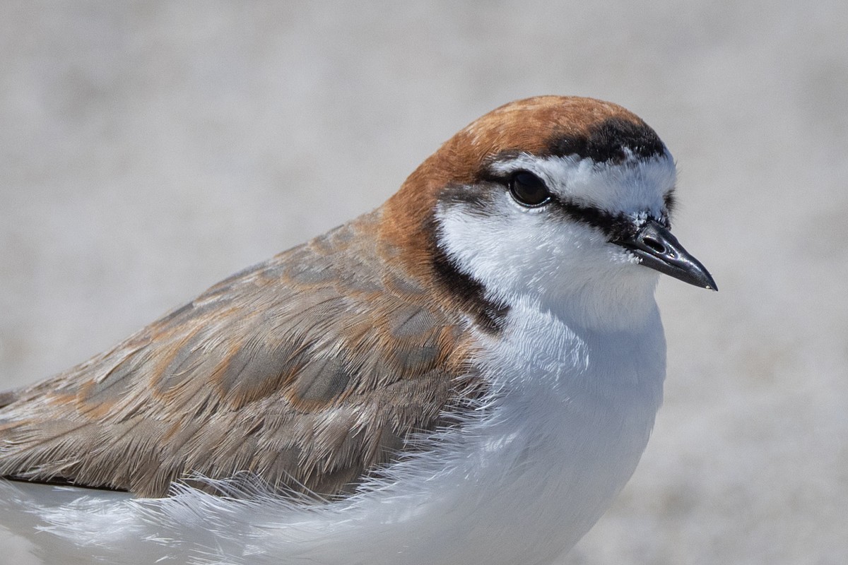 Red-capped Plover - ML644485714