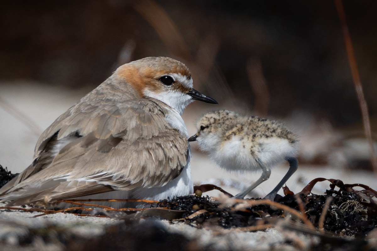 Red-capped Plover - ML644485715