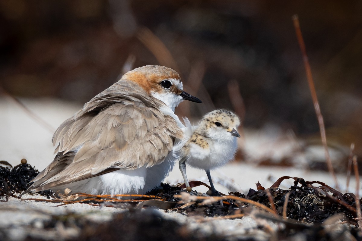 Red-capped Plover - ML644485716