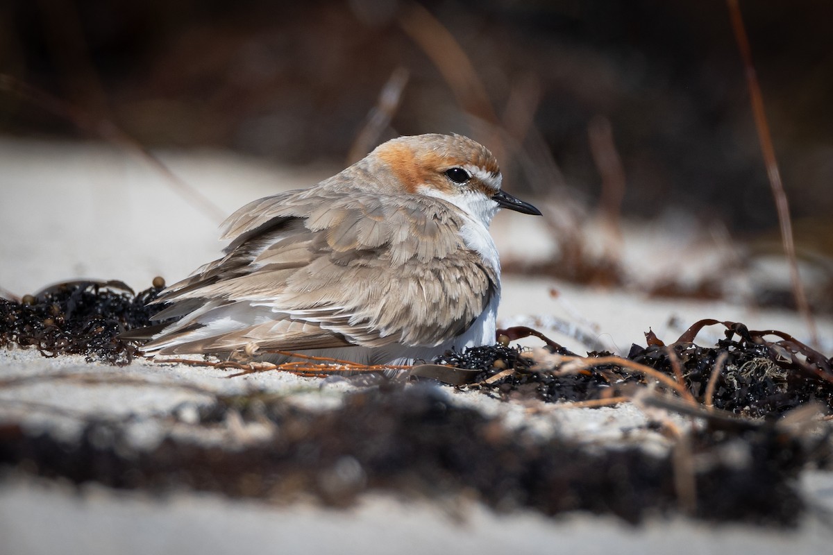 Red-capped Plover - ML644485717