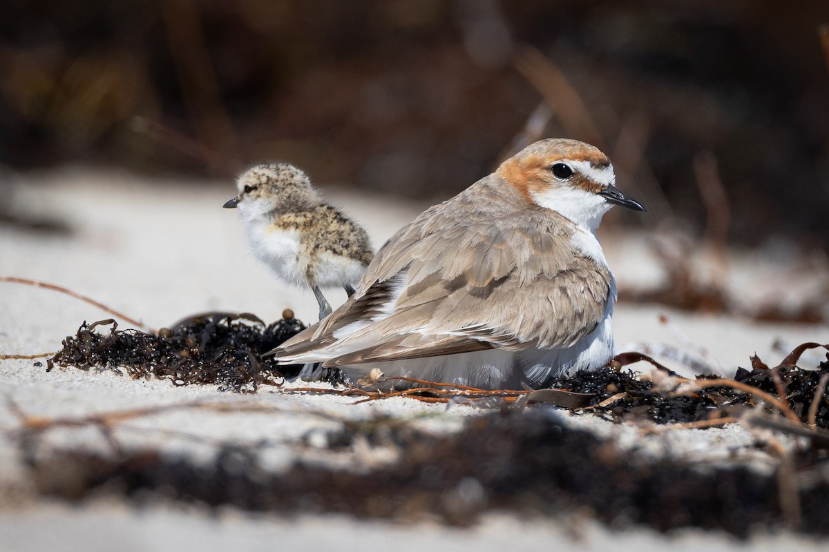 Red-capped Plover - ML644485718