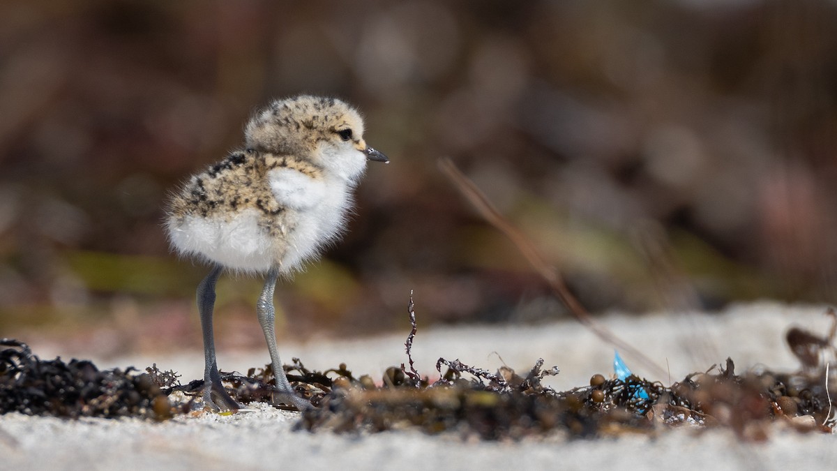Red-capped Plover - ML644485719